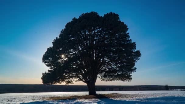 Hyperlapse beautiful sunset on the background of a lonely pine tree in a field, time lapse, spring landscape, snow melts, 4k — Stock Video