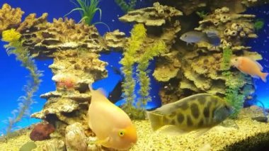 Yeşil bitkileri ve mavi arka planda bir sürü balığı olan güzel bir tatlı su akvaryumu. Büyük bir balık sürüsü ile tatlı su akvaryumu. Beyaz çakıl taşlı akvaryum manzarası. Su uzayı.