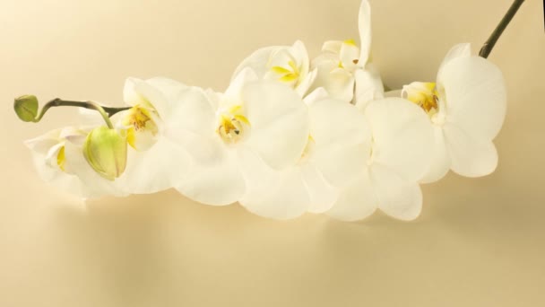 Časová prodleva při otevírání orchidejí na béžovém pozadí. Svatební pozadí, Valentýn, Velikonoce, jaro, lázeňský koncept. Video 4K