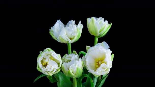 Ramo de tulipanes blancos con lapso de tiempo sobre fondo negro. Ramo festivo. Vídeo 4K — Vídeo de stock