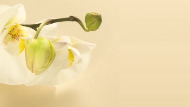 El lapso de tiempo de la apertura de las flores de orquídea sobre un fondo beige. Fondo de la boda, Día de San Valentín, Pascua, primavera, concepto de spa. Vídeo 4K. Espacio para texto — Vídeos de Stock