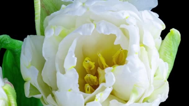Время истекает белый цветок тюльпан цветет на черном фоне близко, макроснимок — стоковое видео