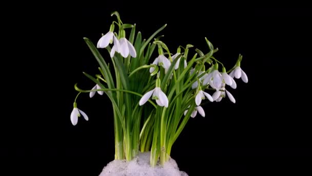 Timelapse av snödroppar öppnar och smälter snö på en svart bakgrund, närbild. En bukett vårgalanthus, vårblommor, tiden går. Begreppet fjäder, påsk, primula, 4k — Stockvideo