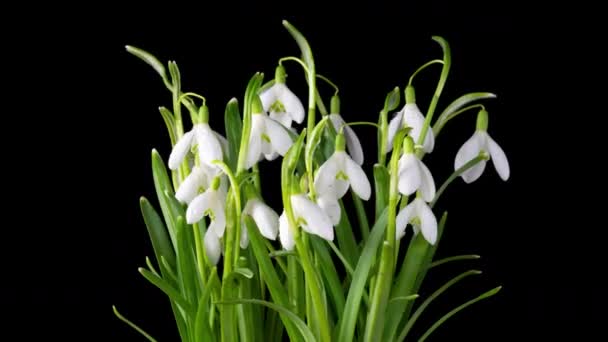 Timelapse av snöfall blommor öppnar på en svart bakgrund, närbild. En bukett vårgalanthus, vårblommor, tiden går. Begreppet fjäder, påsk, primula, 4k — Stockvideo