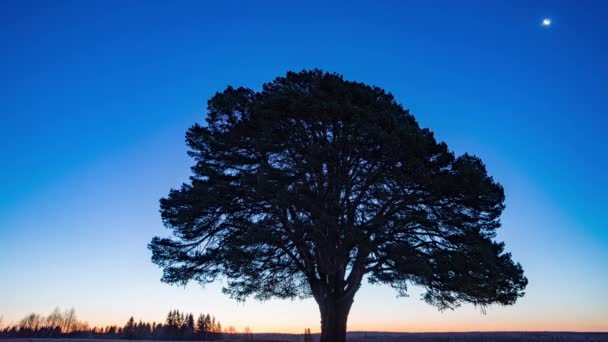 Hyperlapse mooie zonsopgang op de achtergrond van een dennenboom in een veld, time lapse, lente, herfst landschap, 4k. Overgang van nacht naar dag, sterrenhemel — Stockvideo