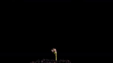 Esrar artışının siyah zemin üzerindeki süresi, yaşam başlama kavramı, esrarın siyah zemin üzerinde büyümesi 4k video