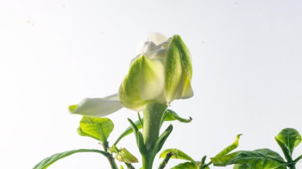 白い背景に美しい白いクチナシのジャスミンの花のタイムラプス。4kビデオ。バレンタインデー母の日春休み愛誕生日イースターのコンセプト. — ストック動画