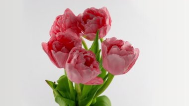 Siyah arka planda güzel mavi lale çiçeğinin açılışı. İlkbahar. Tatil günü. Kutlama, Aşk, Doğum günü Zamanı. Kapatın. 4K