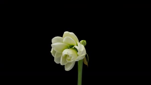 Boda, San Valentín, Día de las Madres, Pascua, concepto de primavera. Vacaciones, amor, diseño de cumpleaños telón de fondo — Vídeos de Stock