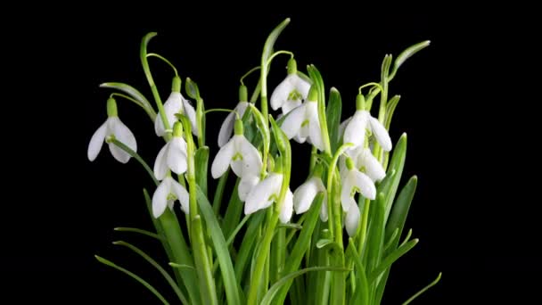 Timelapse de flores de la gota de nieve que se abren sobre un fondo negro, primer plano. Un ramo de galanthus de primavera, flores de primavera, lapso de tiempo. Concepto primavera, Pascua, onagra, 4k — Vídeos de Stock