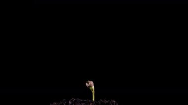 Esrar artışının siyah zemin üzerindeki süresi, yaşam başlama kavramı, esrarın siyah zemin üzerinde büyümesi 4k video