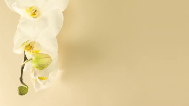 El lapso de tiempo de la apertura de las flores de orquídeas sobre un fondo beige y amarillo. Fondo de la boda, Día de San Valentín, Pascua, primavera, concepto de spa. Vídeo 4K. Lugar para el texto. — Vídeo de stock