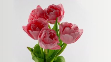 Beyaz arka planda pembe lale açılış süresi doluyor. Makro atış. İlkbahar, Anneler Günü, Sevgililer Günü, Paskalya, 4k,