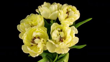 Sarı lale açılış süresi siyah arka planda, alfa kanalı. Makro atış. Siyah arka planda, Bahar zamanı, Anneler Günün kutlu olsun, Sevgililer Günü, Paskalya,