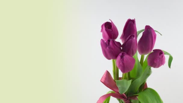 Abertura de belo grande buquê de flor de tulipas rosa no fundo branco. Na Primavera. Férias. Celebração, Páscoa, Amor, aniversário Timelapse. Fecha. 4K. Cartão de saudação. — Vídeo de Stock