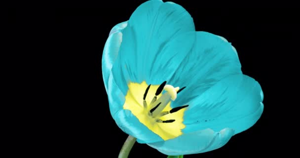 Timelapse de hermosas flores de tulipán azul que florecen abiertas sobre fondo negro. El lapso de tiempo. Boda, Día de San Valentín, Día de las Madres, Pascua, concepto de primavera, amor, fondo de diseño de cumpleaños. — Vídeos de Stock