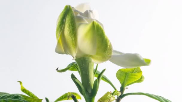 Timelapse di bel fiore di gelsomino gardenia bianco fioritura su sfondo bianco. 4k video. San Valentino, Festa della mamma, primavera, vacanza, Amore, compleanno, concetto di Pasqua. — Video Stock