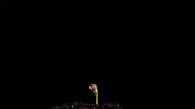 Esrar artışının siyah zemin üzerindeki süresi, yaşam başlama kavramı, esrarın siyah zemin üzerinde büyümesi 4k video