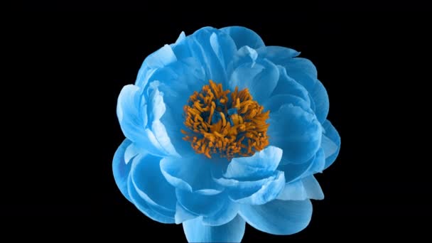 Timelapse di fiore di peonia rosa che fiorisce su sfondo nero. Fiore di peonia in fiore aperto, time lapse, primo piano. Sullo sfondo del matrimonio, concetto di San Valentino. timelapse video 4K UHD — Video Stock