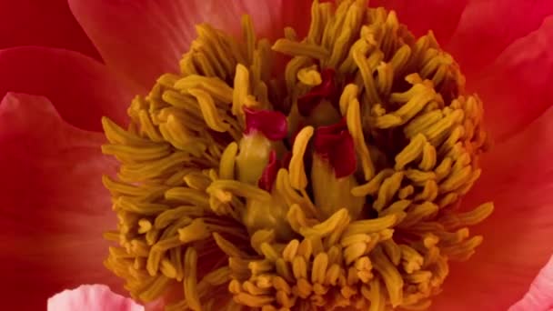 Timelapse piękny różowy koralowy kwiat piwonii kwitnący na czarnym tle. Machanie płatki różowy piwonia makro shot — Wideo stockowe