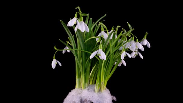 Timelapse of snowdrop flowers opening and melting snow on a black background, close-up. A bouquet of spring galanthus, spring flowers, time lapse. Concept spring, easter, primrose, 4k — Stock Video