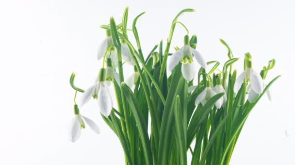 Timelapse de flores de la gota de nieve que se abren sobre un fondo blanco, primer plano. Un ramo de galanthus de primavera, flores de primavera, lapso de tiempo. Concepto primavera, Pascua, onagra, 4k — Vídeos de Stock