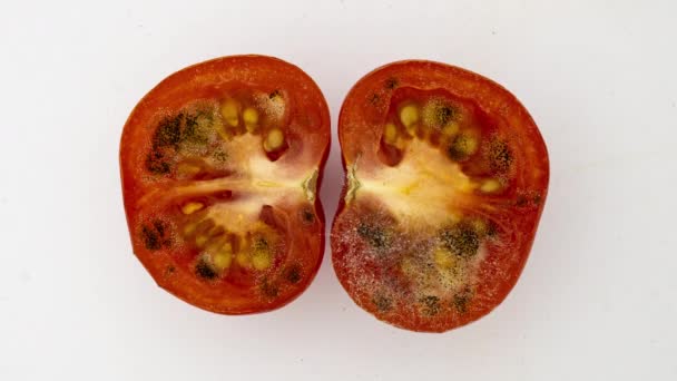 Tomate podrido sobre un fondo blanco, lapso de tiempo de crecimiento del molde en un tomate cortado 4k — Vídeos de Stock