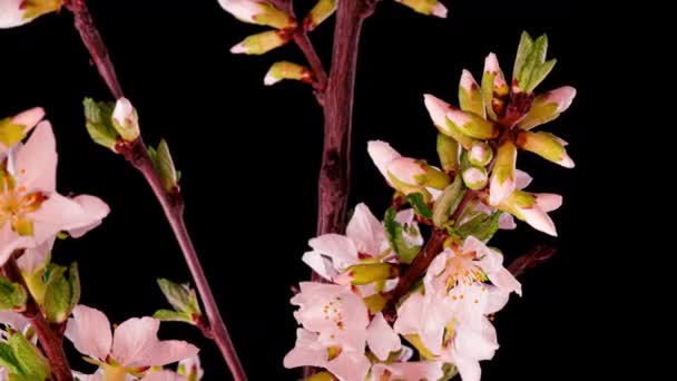 4K Time Lapse of flowering white Flores de cereja sobre fundo preto. Primavera timelapse de abrir flores Sakura em ramos árvore de cereja. — Vídeo de Stock