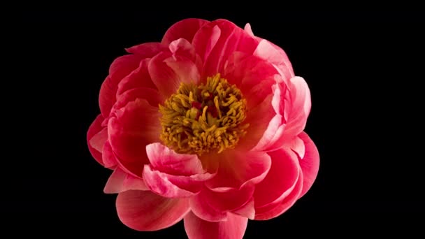 Timelapse de fleur de pivoine rose fleurissant sur fond noir. Fleur de pivoine épanouie ouverte, laps de temps, gros plan. Fond de mariage, concept de Saint Valentin. Vidéo 4K UHD timelapse — Video