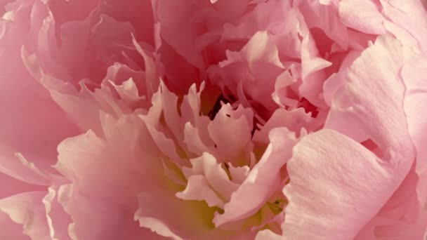 Bellissimo sfondo Peonia rosa. Fiore di peonia in fiore aperto, time lapse, primo piano. Sullo sfondo del matrimonio, concetto di San Valentino. timelapse video FullHD — Video Stock