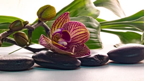 Orchidej kvete v blízkosti kamenů s odrazem ve vodě, časová prodleva, makrofotografie, lázeňský koncept, zen — Stock video