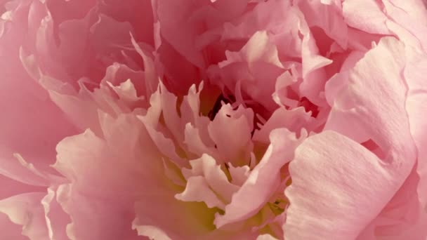 Hermoso fondo rosa Peony. Flor de peonía en flor abierta, lapso de tiempo, primer plano. Fondo de la boda, concepto del día de San Valentín. FullHD timelapse de vídeo — Vídeo de stock