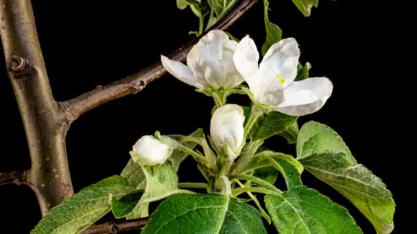 Frühling schöne Blumen Apfelbaumblüte ist Zeitraffer, aus nächster Nähe. Blütenknospen. Zeitraffer einer frisch weiß blühenden Apfelkulisse auf schwarz. Zeitraffer des frisch blühenden Osterapfels. 4K-Video. — Stockvideo
