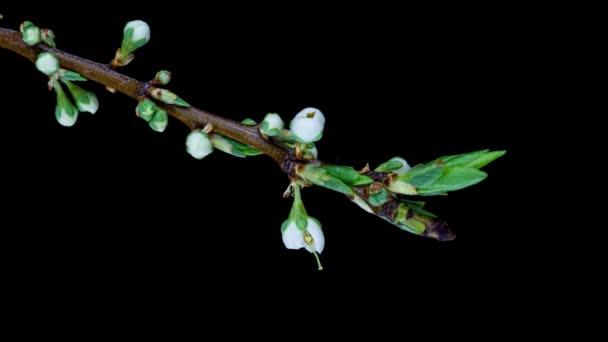 Beautiful Spring Cherry plum tree flowers blossom on black background, timelapse, extreme close up. Time lapse of Easter fresh blossoming cherry closeup. 4K video — Stock Video