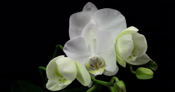 Upadek czasu otwarcia orchidei 4K na czarnym tle. Nagranie 4k. Walentynki, Dzień Matki, Wiosna, Święto, Miłość, Urodziny, Wielkanoc, Koncepcja spa — Wideo stockowe