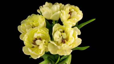 Sarı lale açılış süresi siyah arka planda, alfa kanalı. Makro atış. Siyah arka planda, Bahar zamanı, Anneler Günün kutlu olsun, Sevgililer Günü, Paskalya,