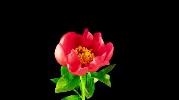 Siyah arka planda açan güzel kırmızı şakayık çiçeğinin zamanı. Çiçekler açık, sarı puding karışımı, yakın plan. Düğün arkaplanı, Paskalya, Anneler Günü, Doğum günü, Sevgililer Günü konsepti — Stok video