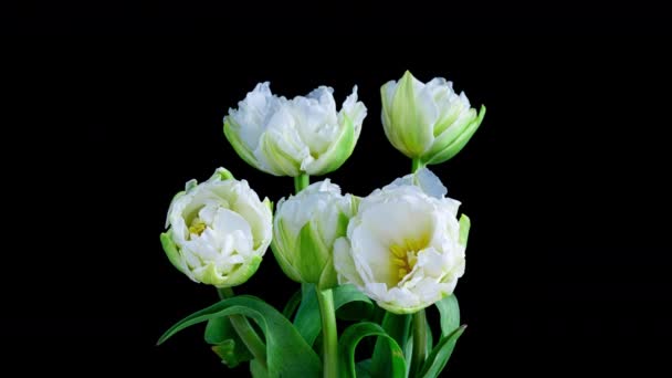 Bukiet poklatkowy białych tulipanów na czarnym tle. Świąteczny bukiet, kanał alfa. Wideo 4K — Wideo stockowe