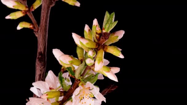 4K Time Lapse of flowering white Flores de cereja sobre fundo preto. Primavera timelapse de abrir flores Sakura em ramos árvore de cereja. — Vídeo de Stock