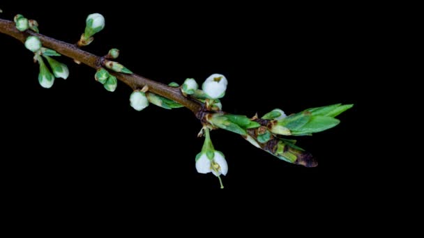 Schöne Frühlingsblumen blühen auf schwarzem Hintergrund, Zeitraffer, extreme Nahaufnahme. Zeitraffer von Ostern frische blühende alycha, Myrobalan Pflaume Nahaufnahme. 4K-Video — Stockvideo