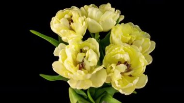 Sarı lale açılış süresi siyah arka planda, alfa kanalı. Makro atış. Siyah arka planda, Bahar zamanı, Anneler Günün kutlu olsun, Sevgililer Günü, Paskalya,