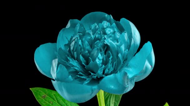 Timelapse niebieski kwiat piwonii kwitnący na czarnym tle. Kwitnący kwiat piwonii otwarty, upływ czasu, zbliżenie. Ślubne tło, koncepcja Walentynek. Wideo 4K UHD timelapse — Wideo stockowe