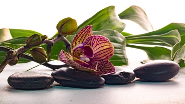 Orchidee kwitną w pobliżu kamieni z odbiciem w wodzie, upływ czasu, makrofotografia, koncepcja spa, zen — Wideo stockowe