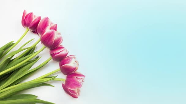 チューリップ。白い背景に鮮やかなピンク色の縞模様のカラフルなチューリップの花のタイムラプス。春の花の開花、クローズアップの時間経過チューリップ束。休日の花束。おめでとうございます。 — ストック動画