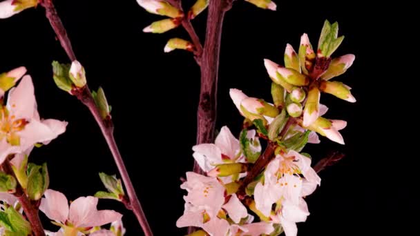 4K Zeitraffer blühender weißer Kirschblüten auf schwarzem Hintergrund. Frühling Zeitraffer des Öffnens Sakura Blüten auf Ästen Kirschbaum. — Stockvideo