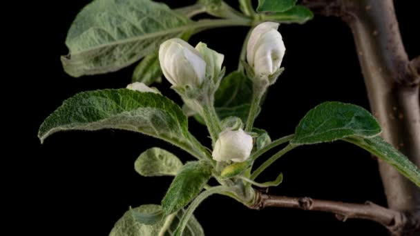 Timelapse fruitboom Appelbloemen bloeien en openen op zwarte achtergrond 4k video — Stockvideo