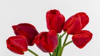 Güzel kırmızı lale çiçeği arka planı. Beyaz arka planda güzel bir buket kırmızı lale. Kırmızı lale çiçeklerinin açılma zamanı. İlkbahar. Anneler Günü, Tatil, Aşk, Doğum günü, Paskalya