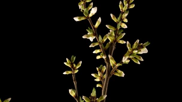 Mooie lente kersenboom bloemen bloeien op zwarte achtergrond, timelapse, extreme close-up. Tijd verstrijken van Pasen verse bloeiende kers close-up. 4K-video — Stockvideo