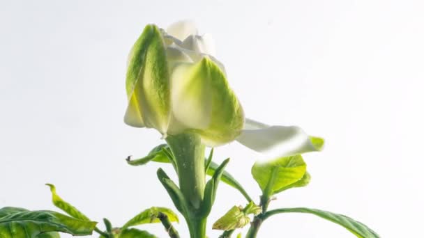 Timelapse di bel fiore di gelsomino gardenia bianco fioritura su sfondo bianco. 4k video. San Valentino, Festa della mamma, primavera, vacanza, Amore, compleanno, concetto di Pasqua. — Video Stock