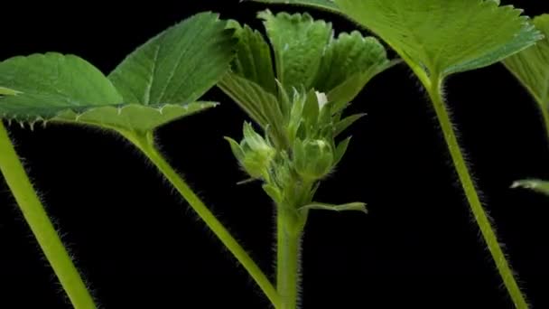 Blooming strawberries on a black background time lapse, macro shooting, alpha channel, 4k video — Stock Video